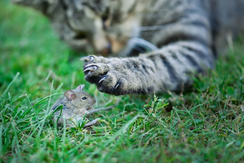 חתול שעומד לשחוט עכבר שדה מדוע חתולים טובים יותר מכלבים