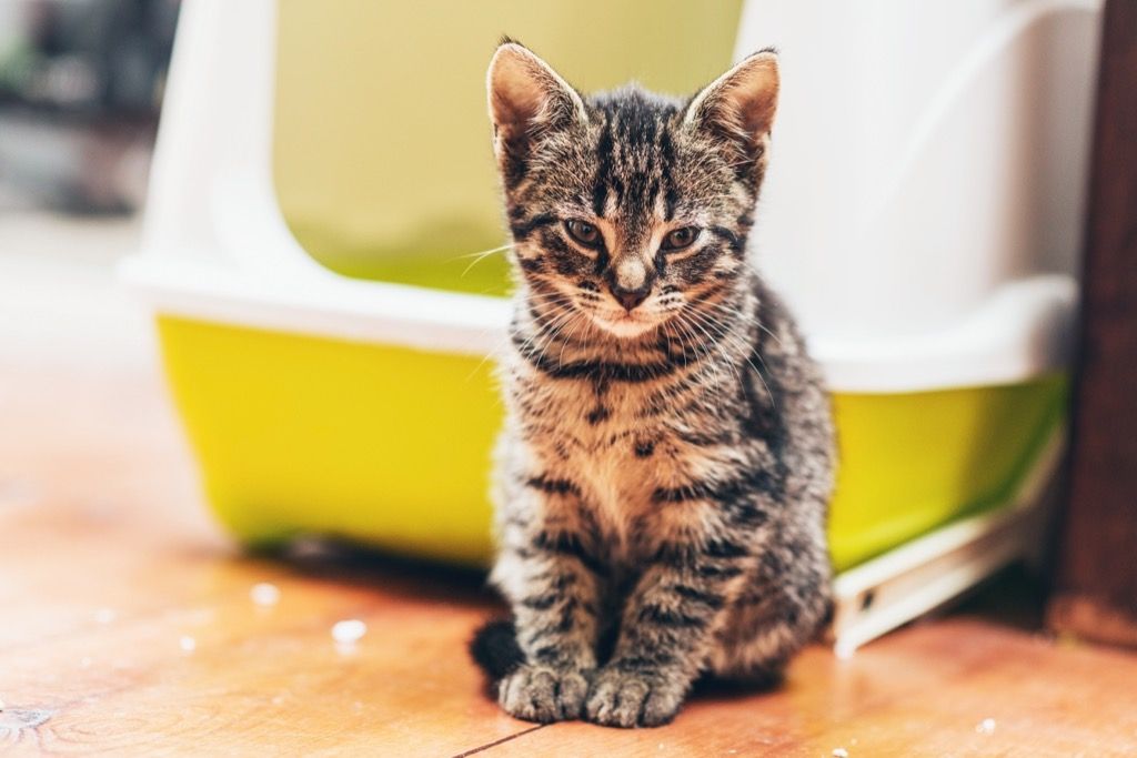 חתלתול בארגז המלטה מדוע חתולים טובים יותר מכלבים
