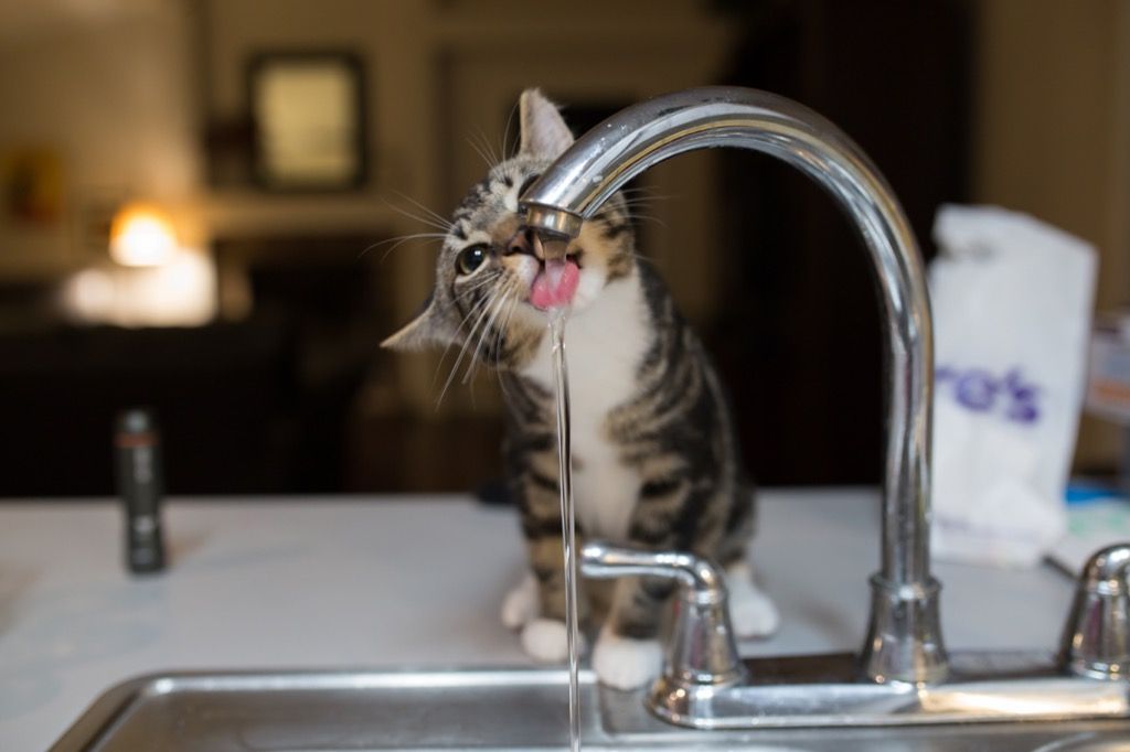 חתול שותה מהכיור מדוע חתולים טובים יותר מכלבים