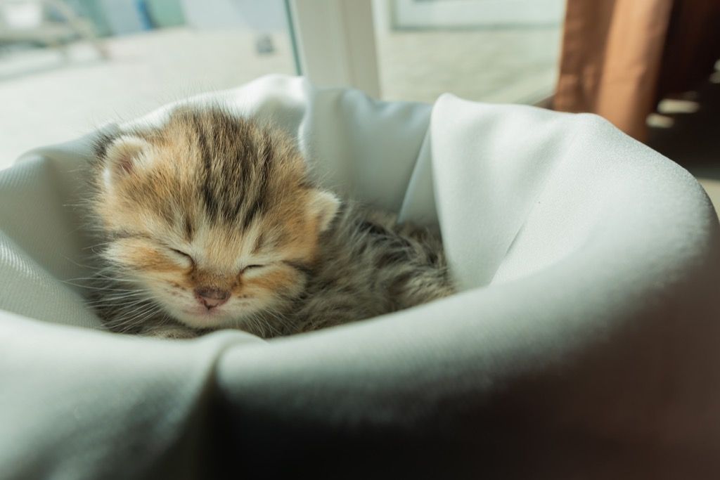nukkuva kissanpentu, miksi kissat ovat parempia kuin koirat
