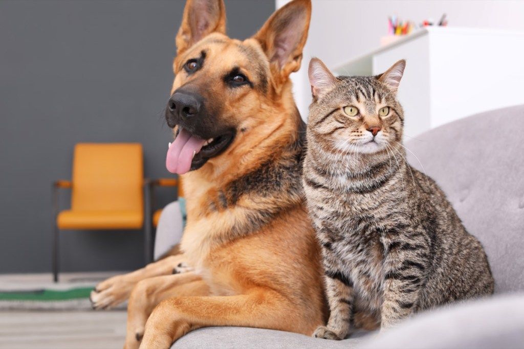 šuo ir katė kartu sėdi ant sofos