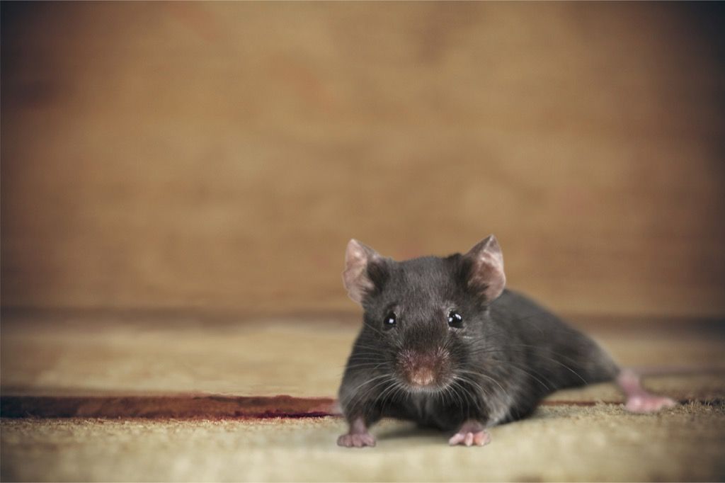 Miš na tepihu - najsmješnija šala