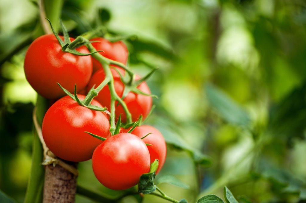 Biljka rajčice {Kako se biljke štite}