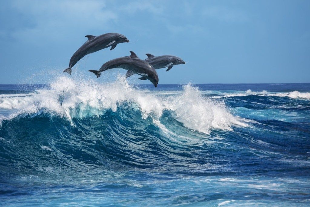 delfiinisopimuksen hyppääminen, delfiinien tosiasiat