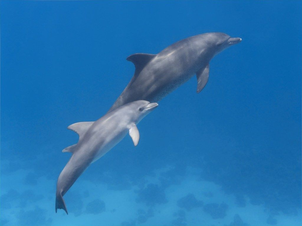 delfiinivauva ja äiti