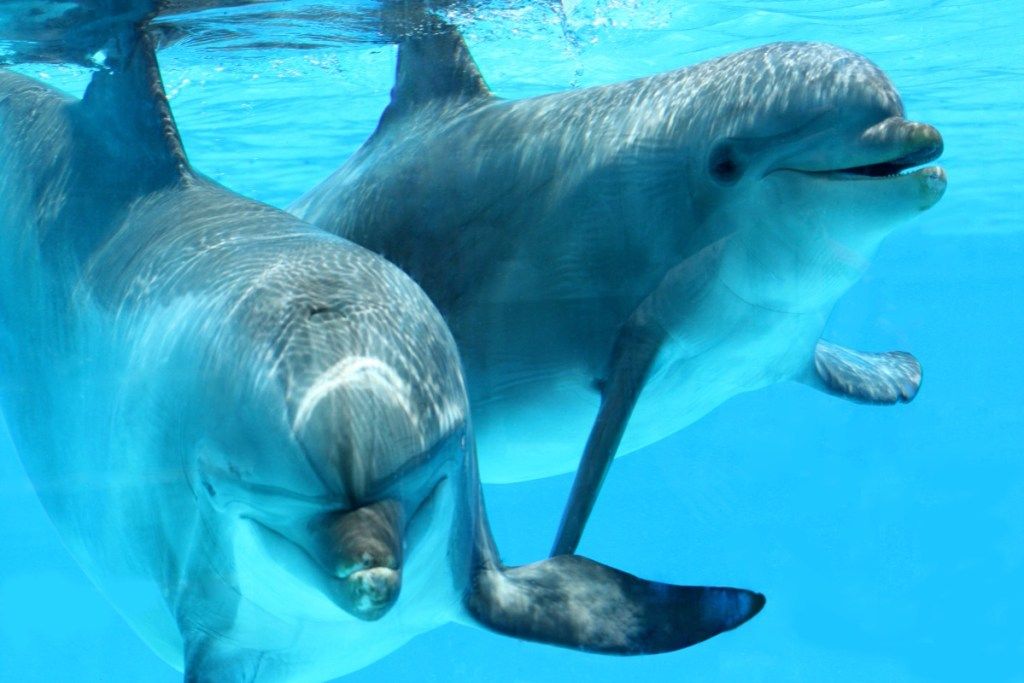 delfiinien ystävät