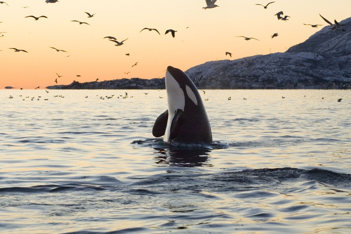 Orca-valas meressä, delfiinityyppi, joka voi elää kauan