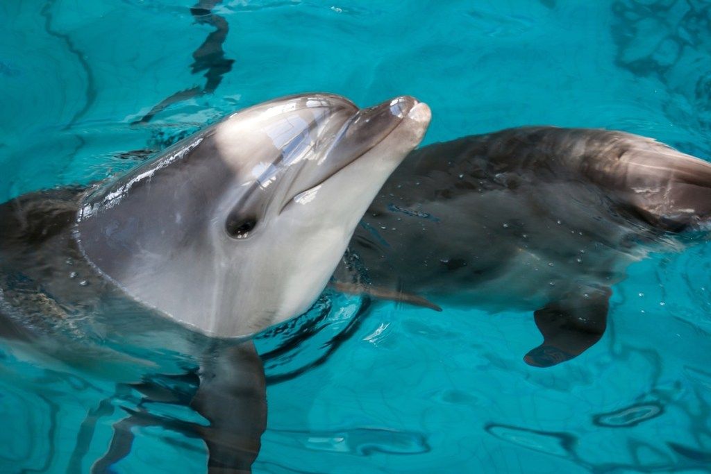 delfiinien iho, delfiinien tosiasiat