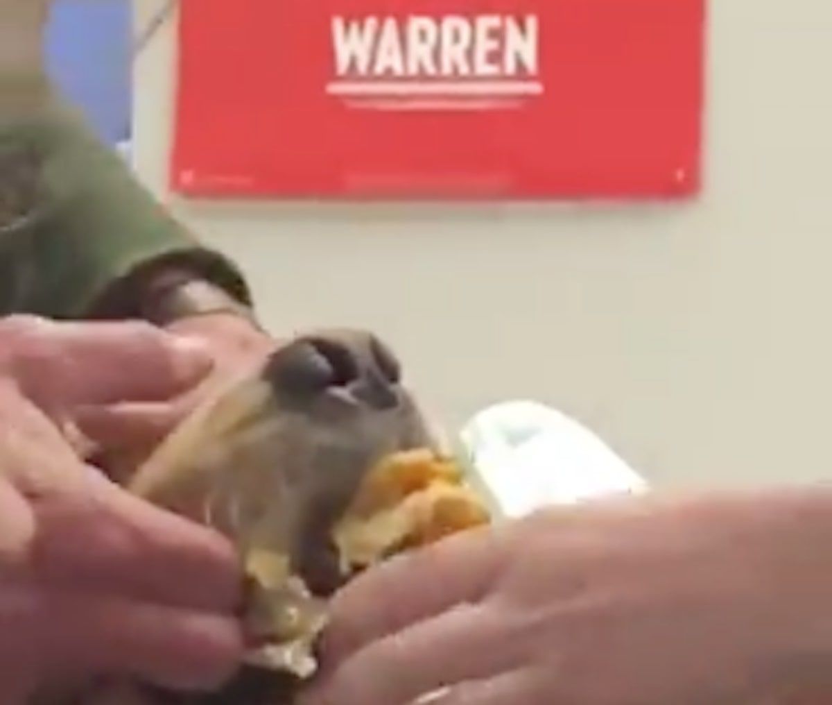 El perro de Elizabeth Warren se golpea el burrito en un video viral hilarante