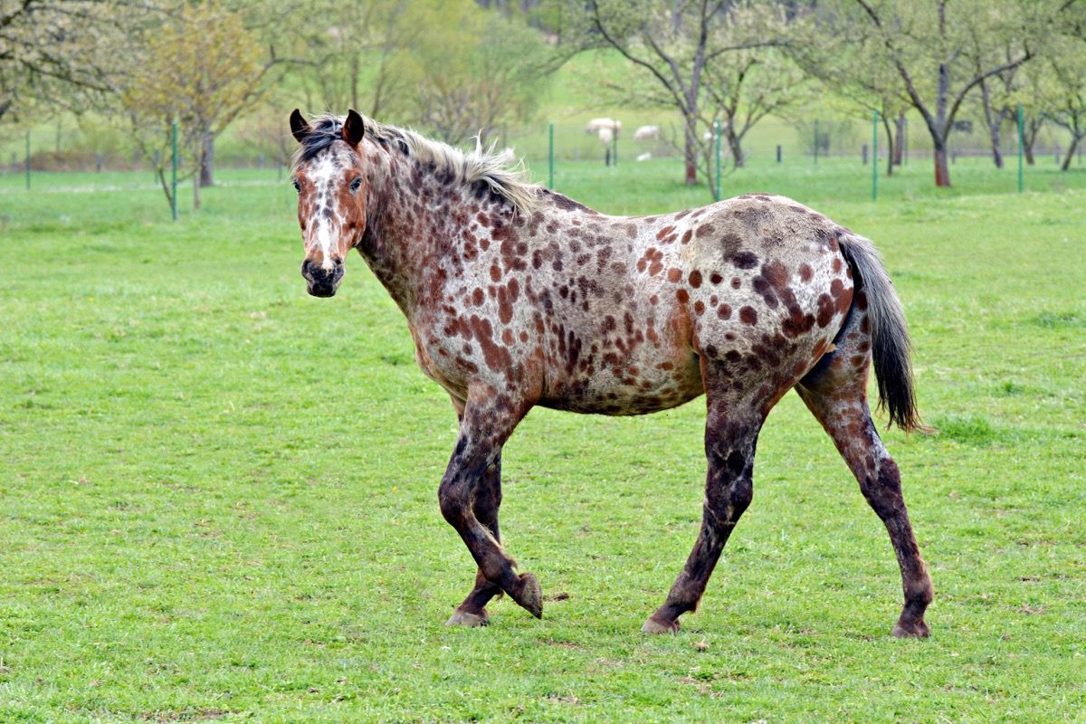 konj appaloosa u polju