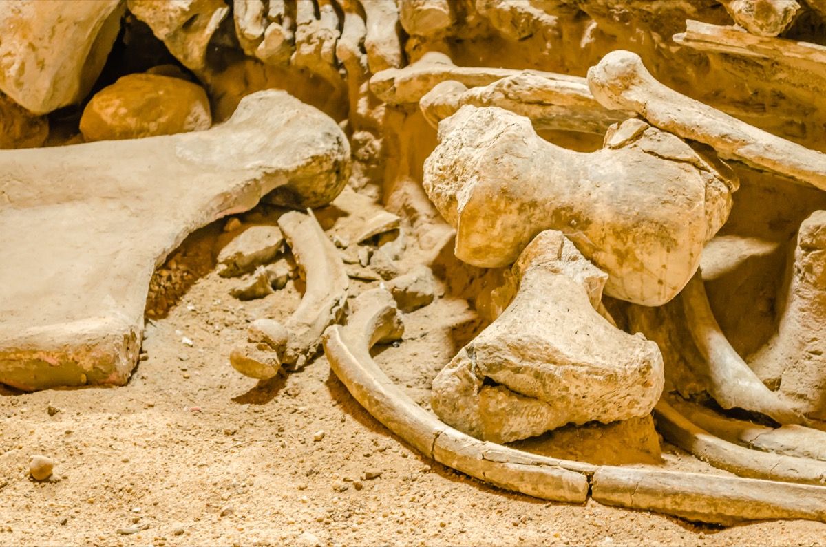 vilnonė mamuto fosilija su kaulais