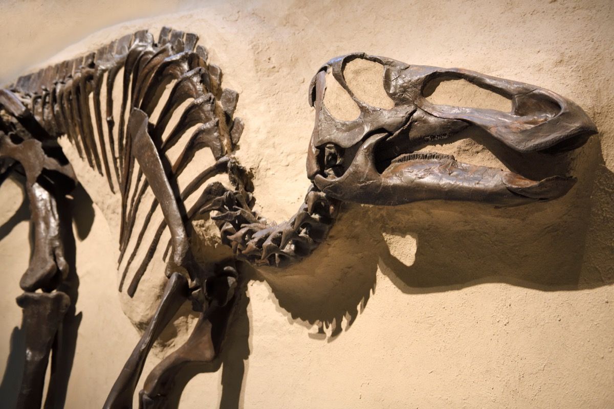 patka napušten fosil dinosaura