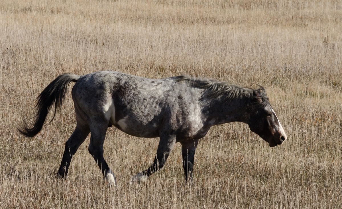 Nokota-hevonen Pohjois-Dakotan pelloilla