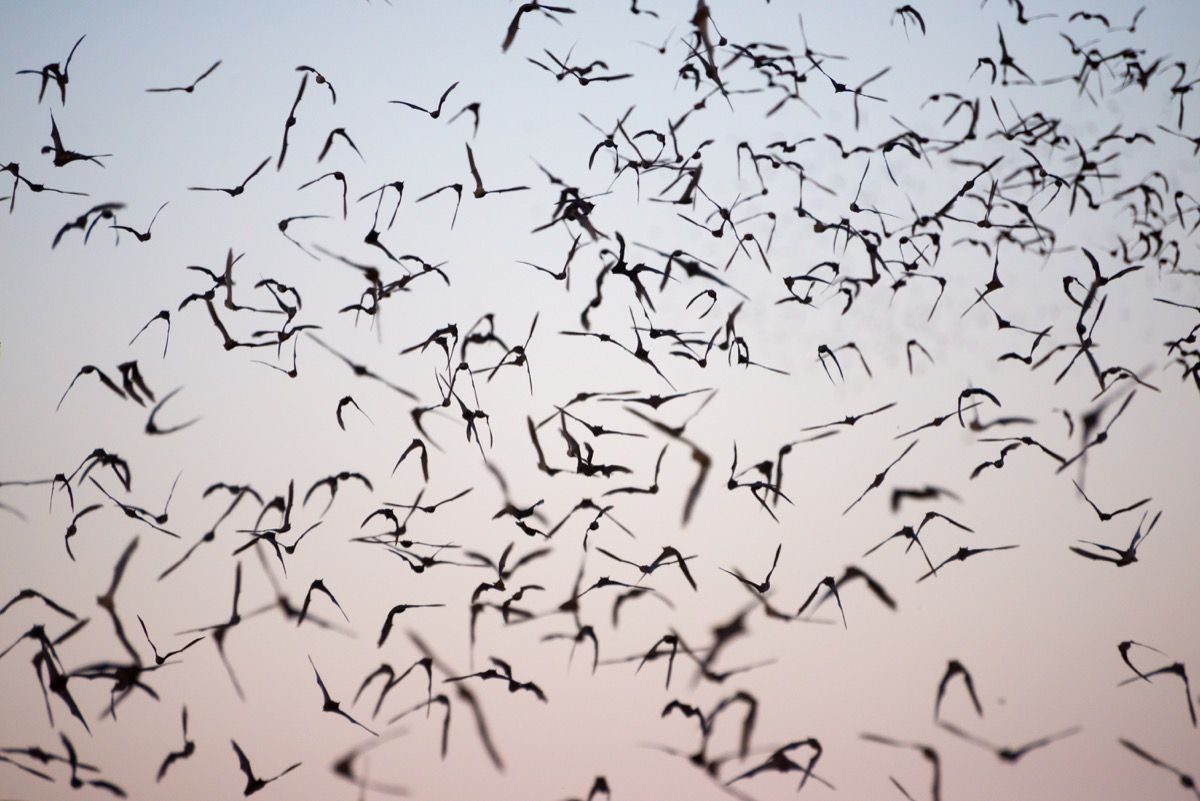 Murciélagos de cola libres de mexicanos volando en el cielo
