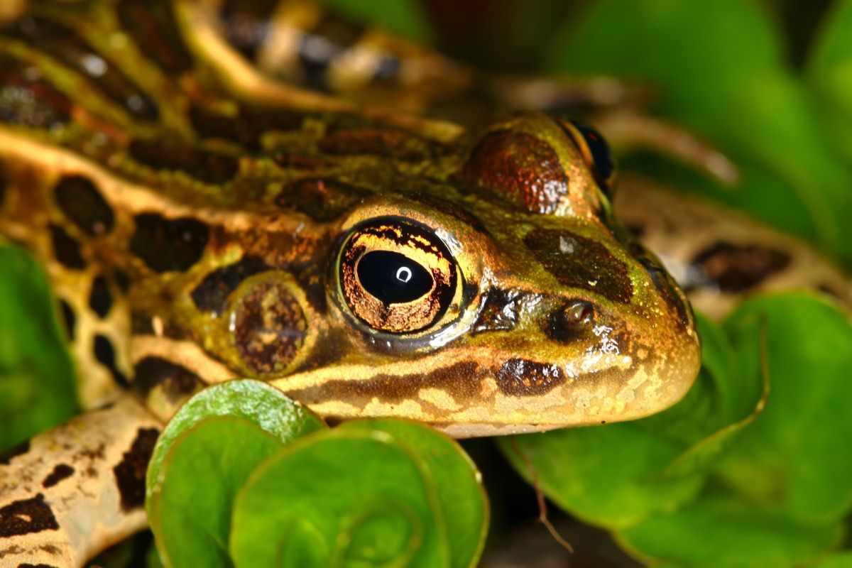 северна леопардова жаба на листа