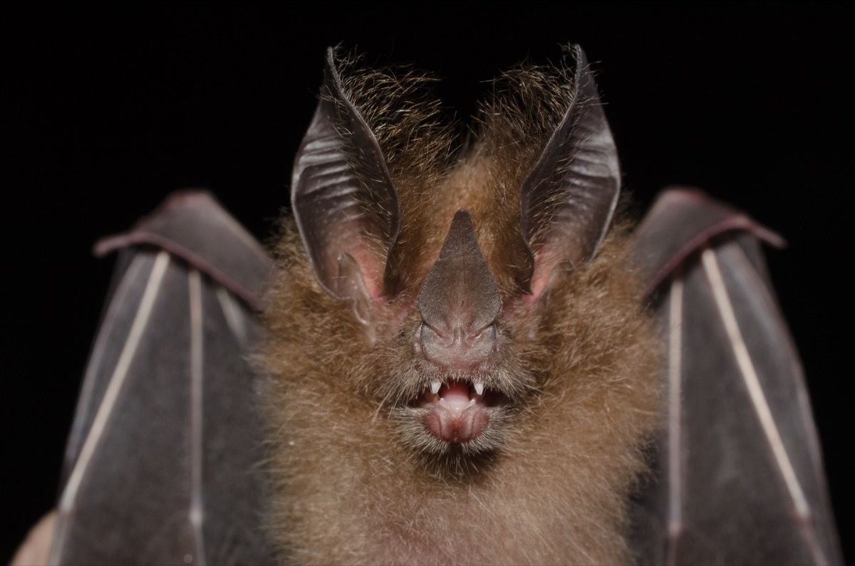 virginia velký ušatý netopýr