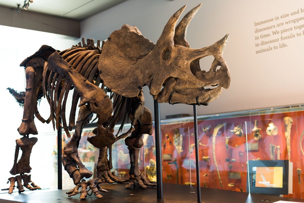 Triceratops kövület egy múzeumban