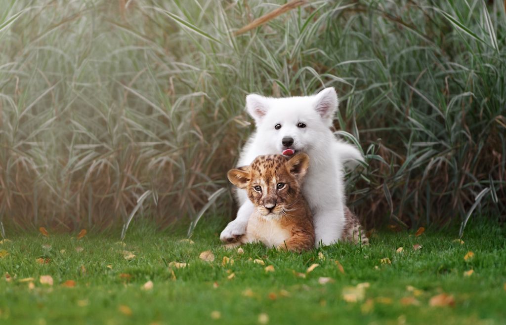 Denne valpen slo et vennskap med en tigerunge, og det er for søtt for ord - bilder