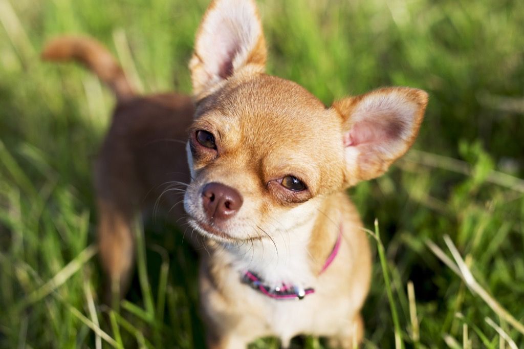Chihuahua köpek