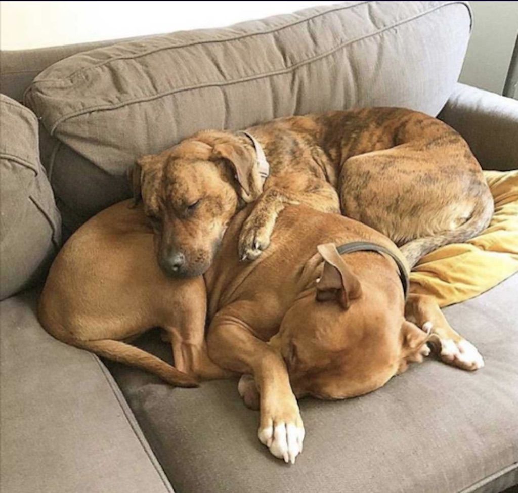 hundar för adoption