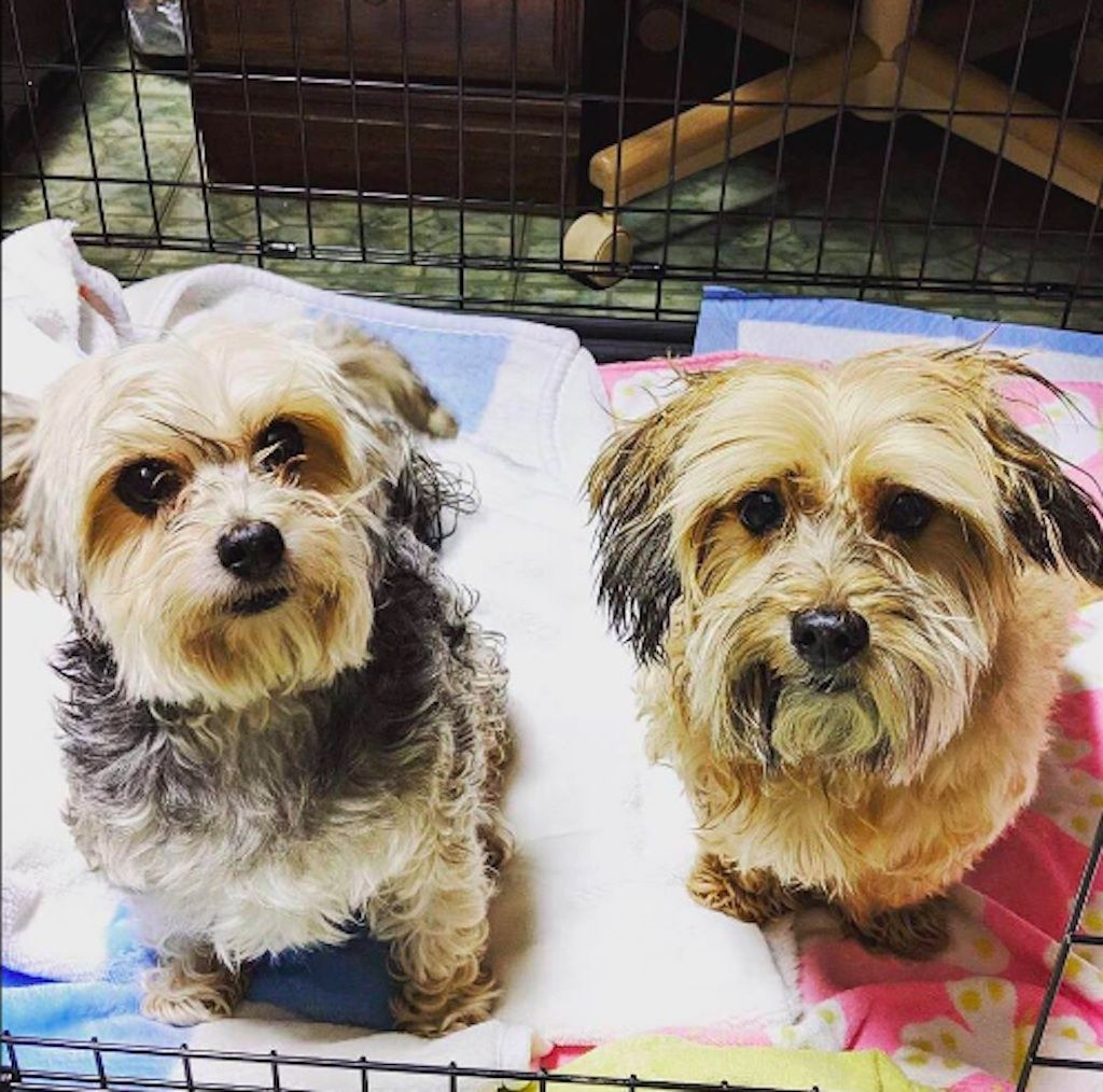 chiens en adoption