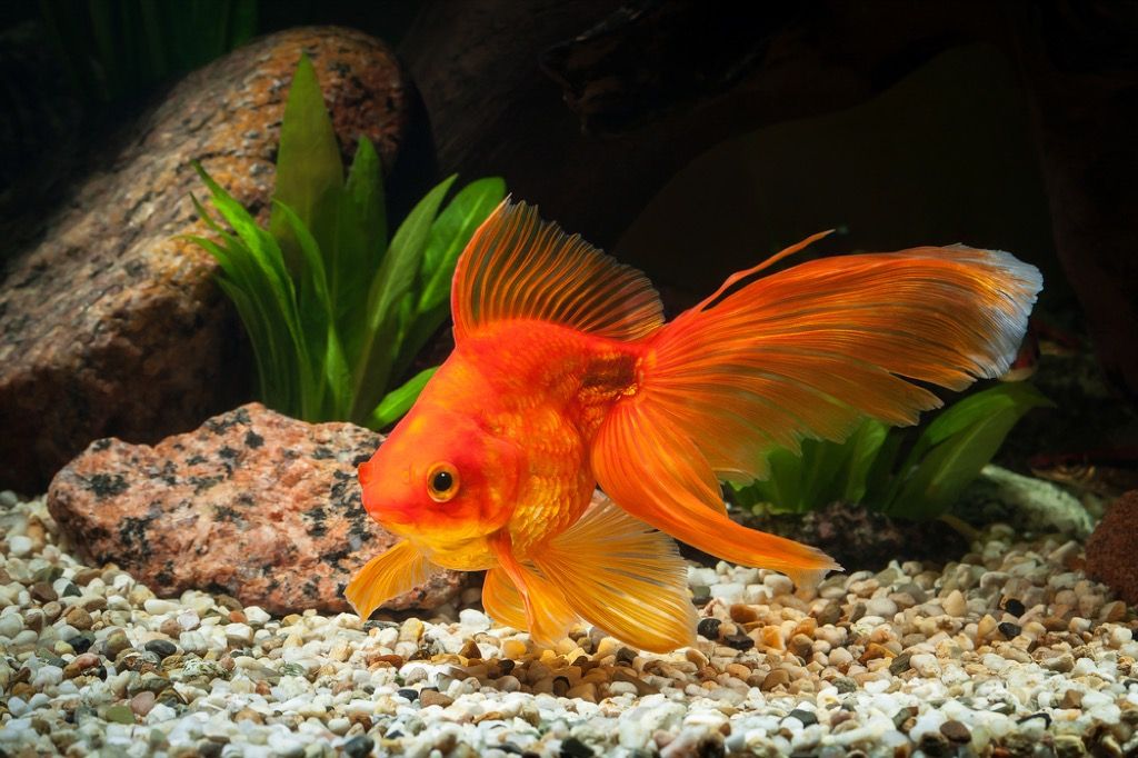 златна рибка най-лудото емоционално животно за подкрепа
