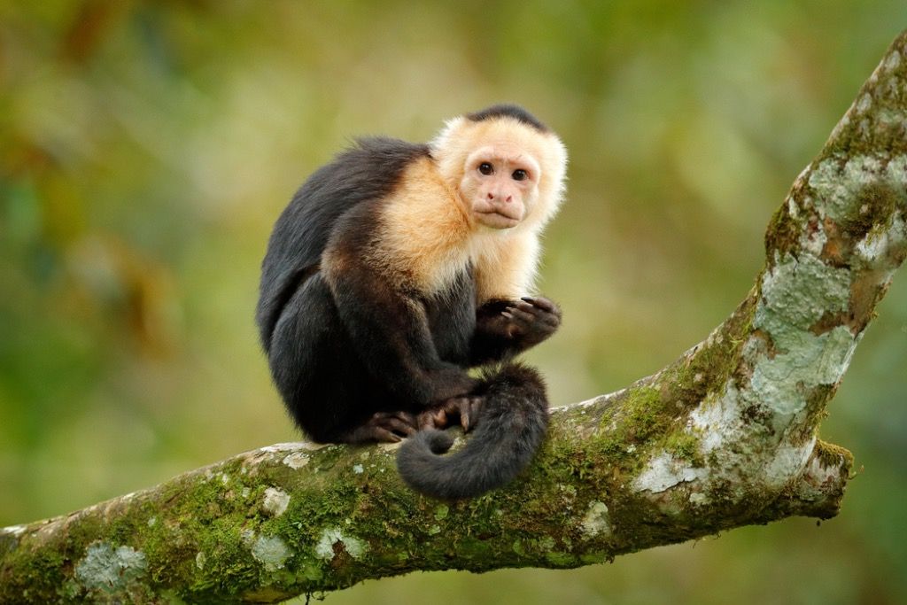capuchin πιο τρελά ζώα συναισθηματικής υποστήριξης