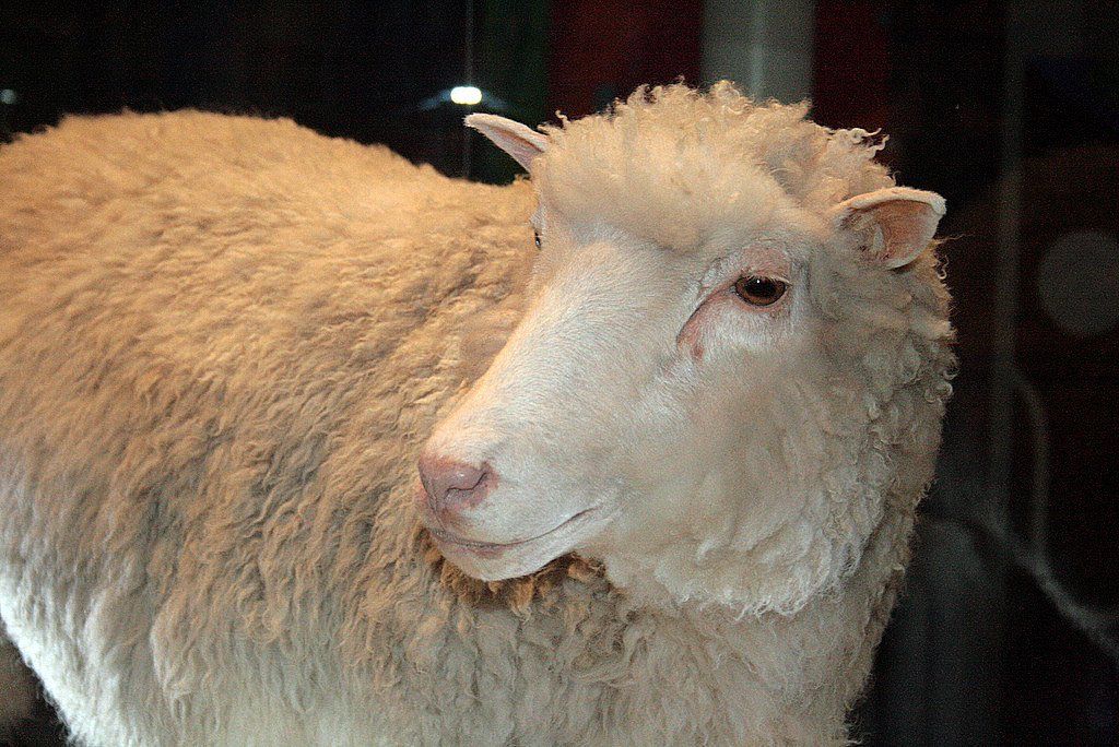 תגליות מדעיות של דולי הכבשים