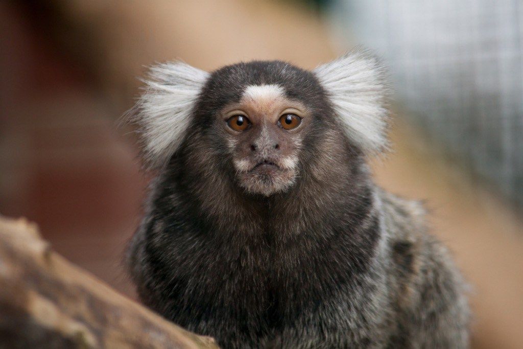 قرد القرد الأكثر جنونًا دعمًا عاطفيًا للحيوان