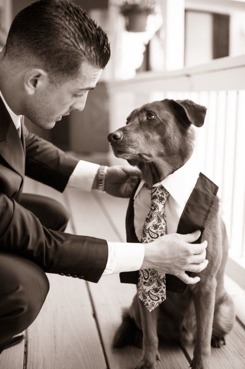 šuns geriausias vyras vestuvių virusinė nuotrauka