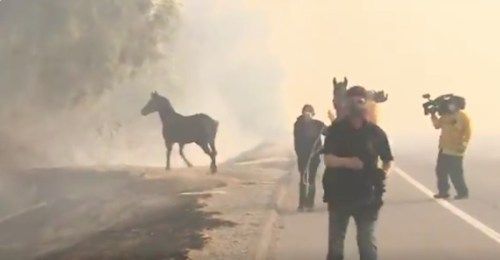 حصان ينقذ حصانين في حرائق غابات كاليفورنيا