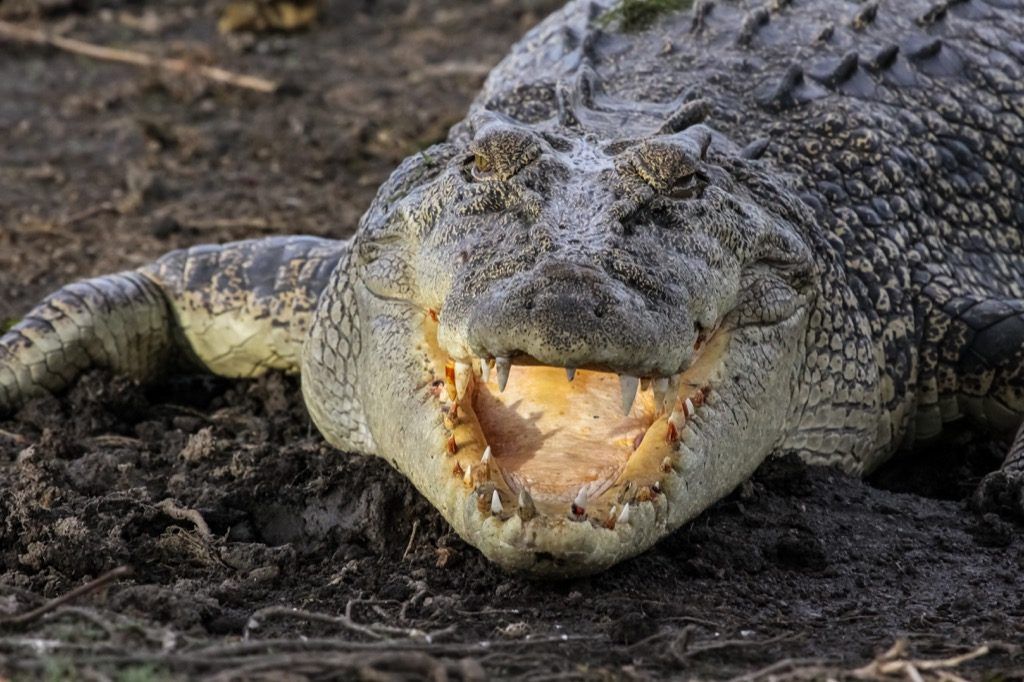 krokodýl se směje Vtipy děti