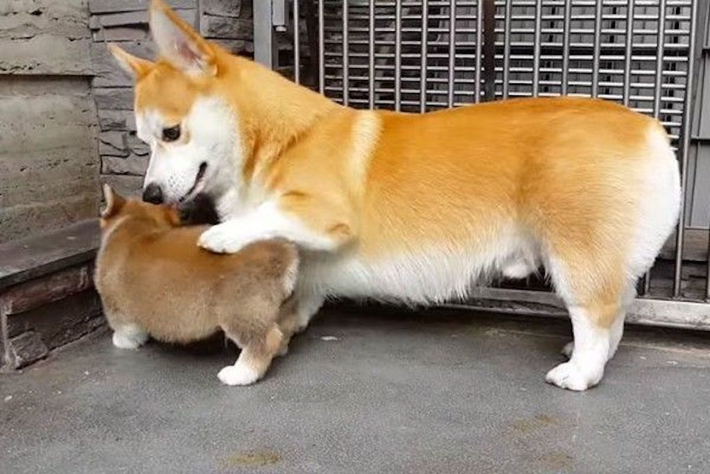 corgi mom पपी को बैठना सिखाती है