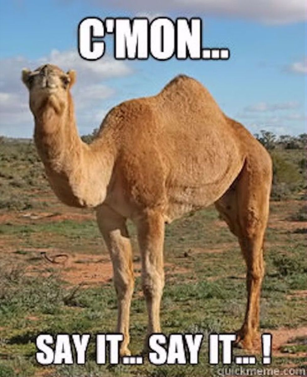 kameli, ryhäpäivän meemit