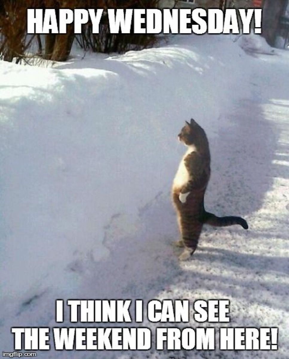 katė, ieškanti savaitgalio per sniego krantą, kupros dienos memus