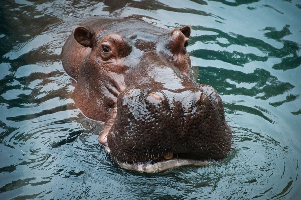 хипопотам - най-смъртоносните животни