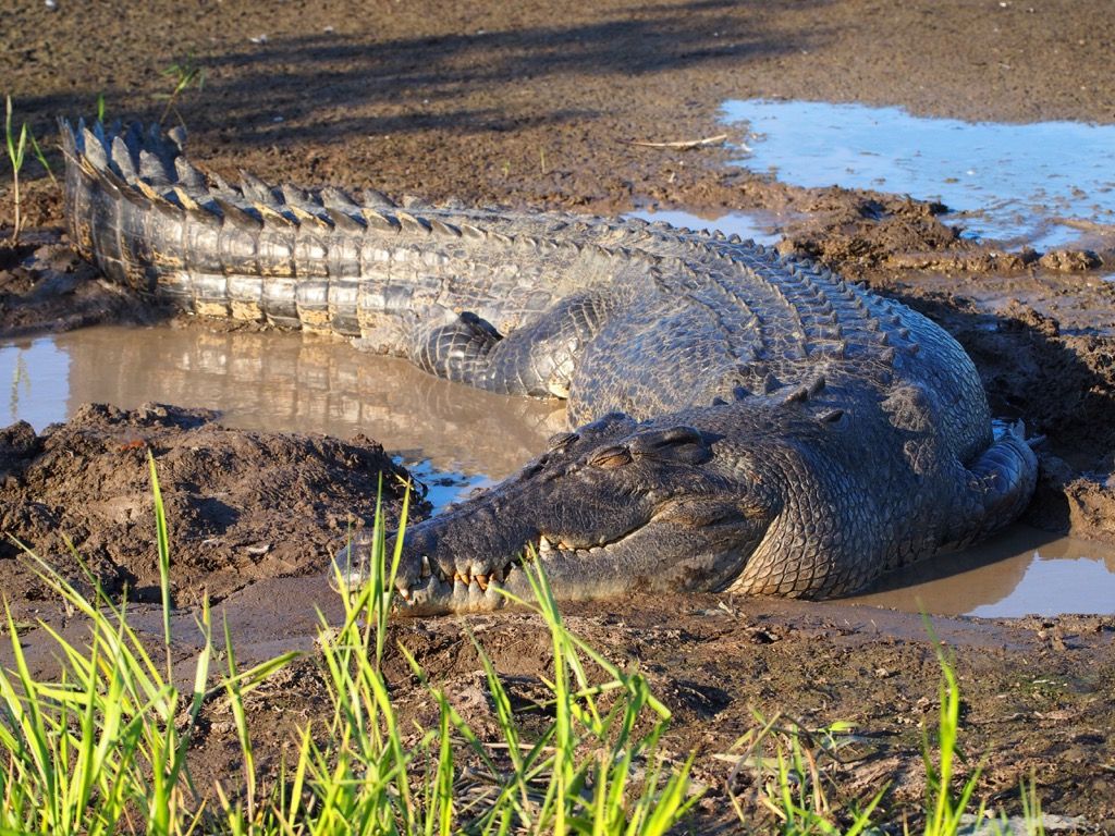 Saltwater Croc - surmavaimad loomad