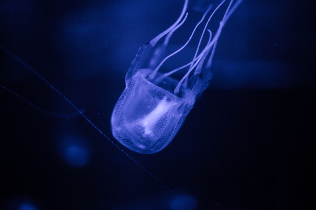 Кутия медузи - най-смъртоносните животни