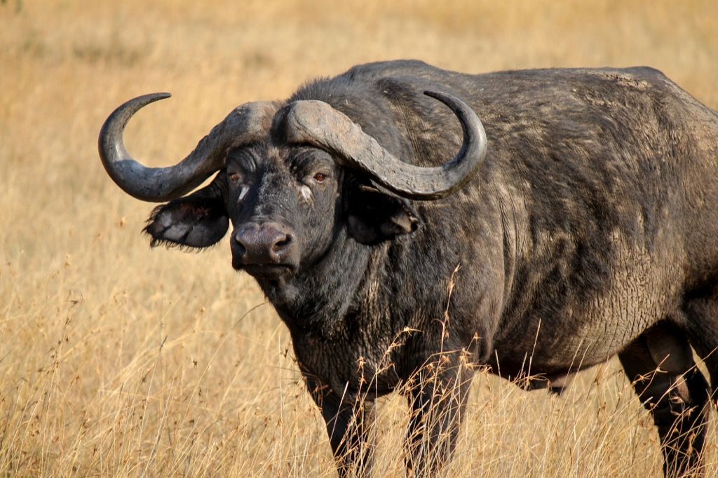 Cape Buffalo - kuolettavimmat eläimet