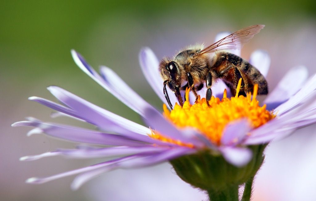 Medaus bitė - mirtiniausi gyvūnai