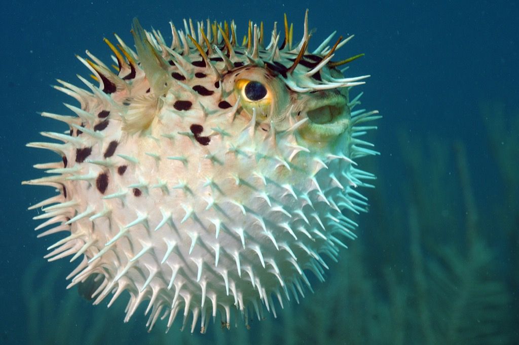 blowfish - най-смъртоносните животни
