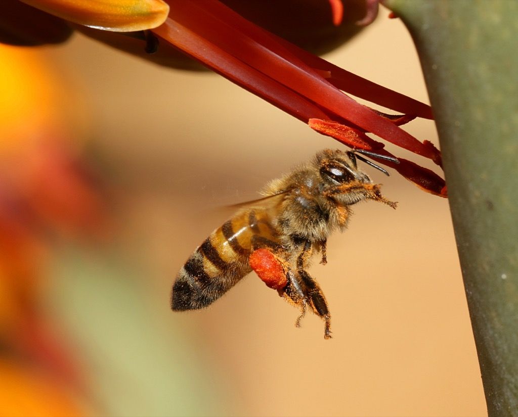 Африкански медени пчели - най-смъртоносните животни