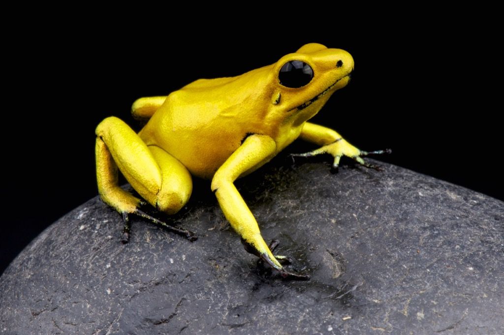 златна отровна стрела жаба - най-смъртоносните животни
