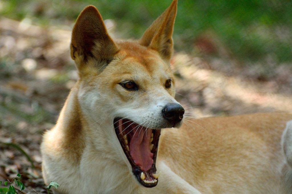Dingon tappavat eläimet