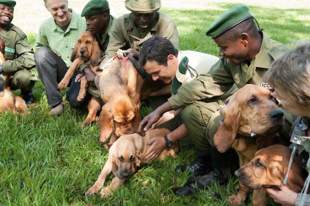 Bloodhounds završavaju krivolov životinja koje su stvarni heroji
