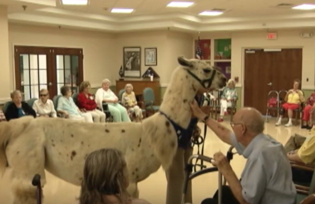 Llamas Hospice Care Animala, kes on tegelikud kangelased