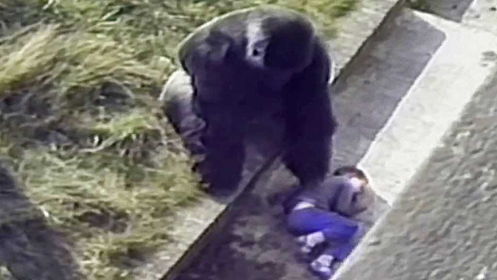 Gorila spašava životinje dječaka koji su stvarni heroji