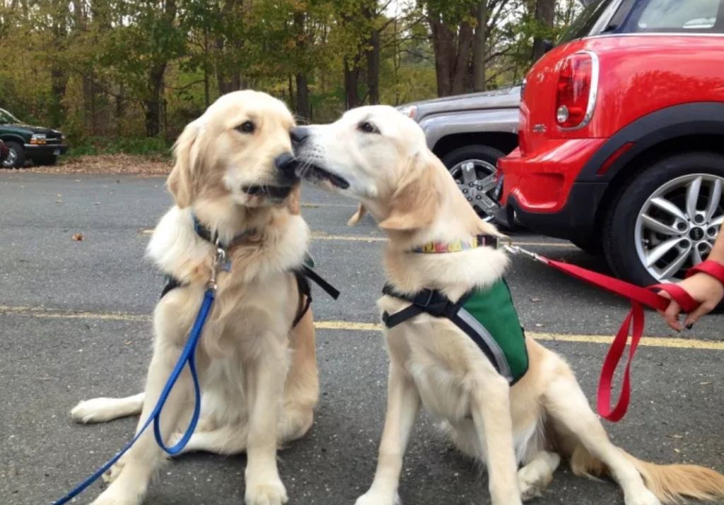 Psi za terapiju Sandy Hook Životinje koje su stvarni heroji