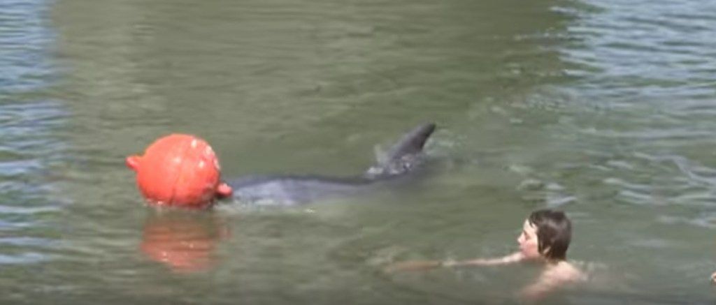 Moko delfiiniloomad, kes on tegelikud kangelased