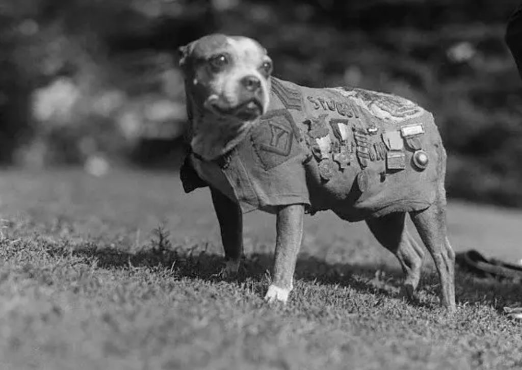 Stubby životinje iz Prvog svjetskog rata koje su stvarni heroji